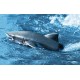 Shark 1:18 2.4GHz - biały