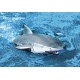 Shark 1:18 2.4GHz - biały