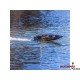 Proboat Recoil 2 26" BL RTR Heatwave czarna