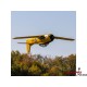 E-flite T-28 Trojan 2.0m PNP